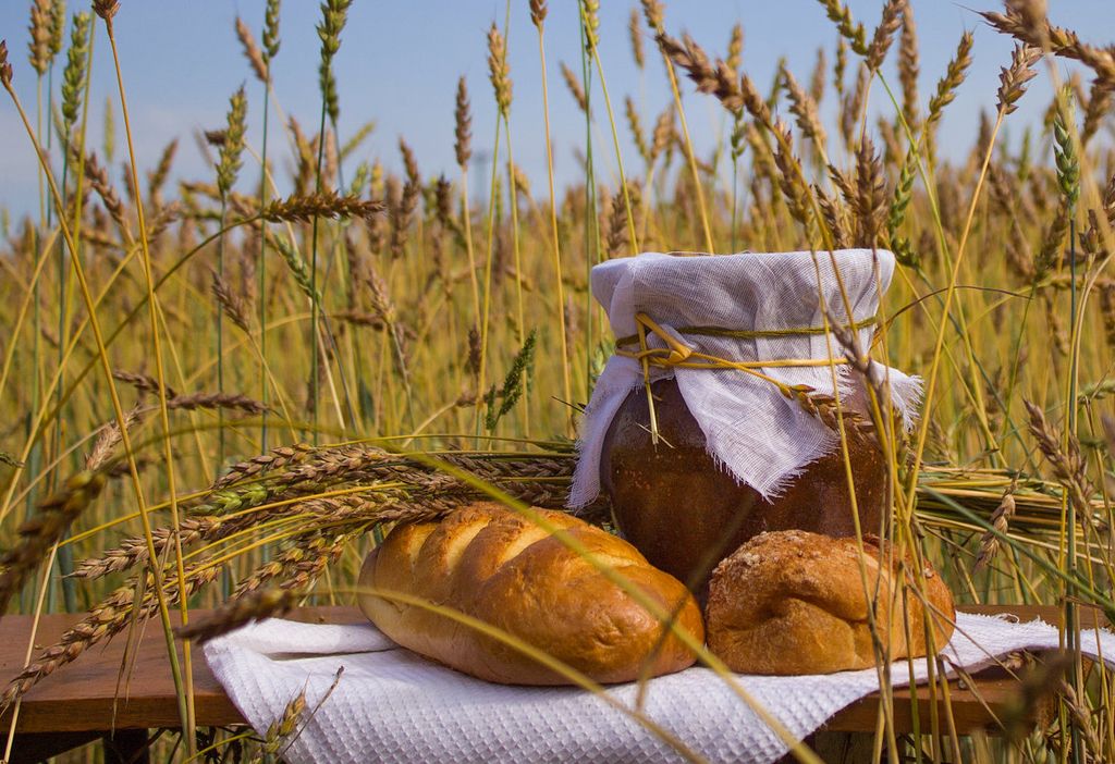 Хлеб пшеница. Хлеб всему голова. Хлеб в поле. Колосья хлеба.